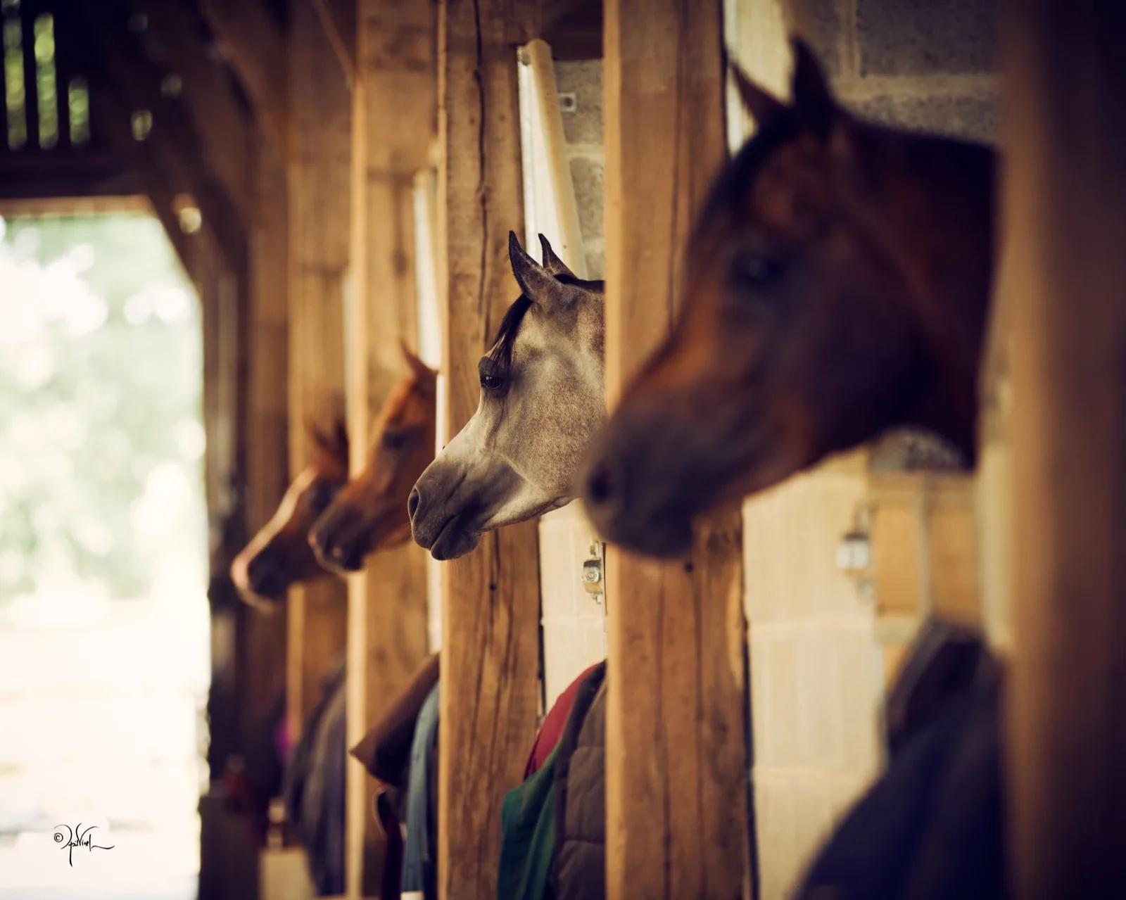 Pur-sang arabes alignés dans leurs boxes, écurie de Livhest