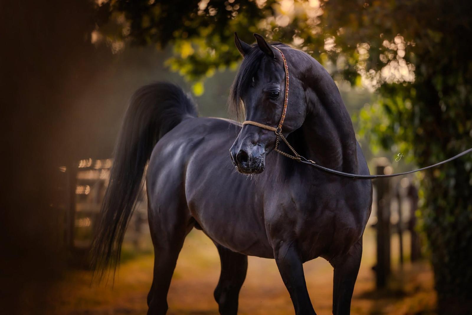 Sultan AA, étalon pur-sang arabe noir 2018