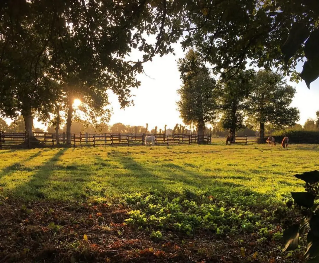 Pâture au coucher du soleil avec chevaux au loin