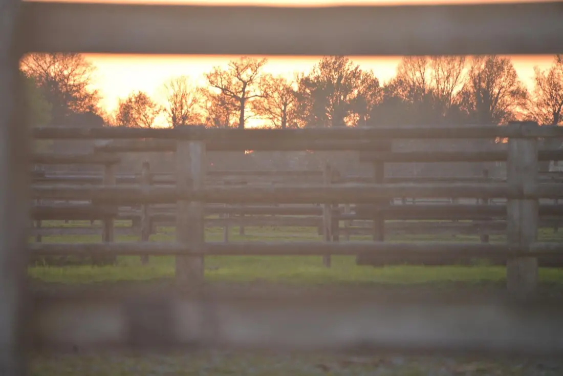 Paddocks bordés de barrières en bois au coucher du soleil