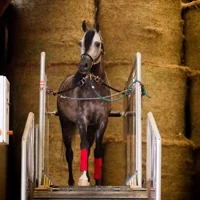 Arabian purebred prepared for show presentation