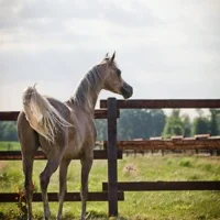 Grey Arabian mare in her paddock