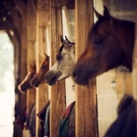 Arabian purebreds aligned in their stable boxes
