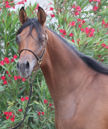 Kassim Al Ghobni