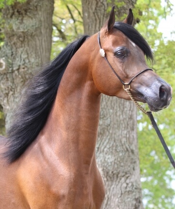 SULTAN DI MAR